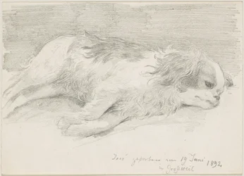 Hundestudien