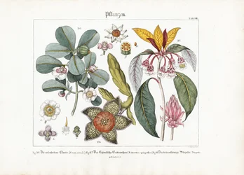 Exotische Zierpflanzen: Clusia, Enkianthus und Stapelia