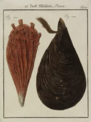 Muscheln, aus Neues Systematisches Conchylien-Cabinet, 1784