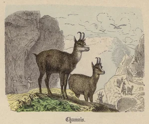 Gämse (kolorierte Gravur)