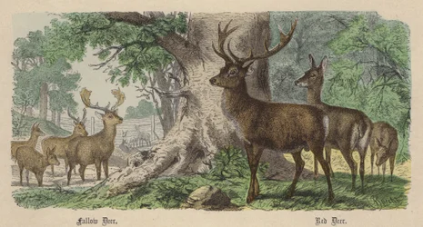 Damhirsch, Rothirsch