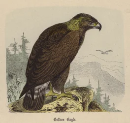 Steinadler