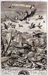 Eine Vielzahl von Vögeln, Illustration aus Buch 1 Teil 7 Kapitel 20 von 
