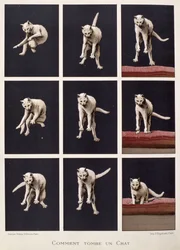 Wie eine Katze fällt, aus Les Dernieres Merveilles de la Science von Daniel Bellet