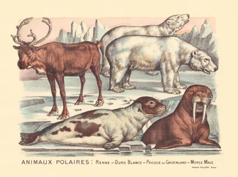 Seite 14: Polartiere: Rentiere, Eisbären, Sattelrobbe, männlicher Walross