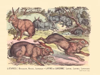 Seite 12: Hasen: Buch, Hasen, Lippen Garenne-Kaninchen: Kaninchen, Kaninchen, Kaninchen