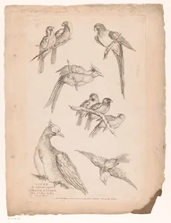 Neun chinesische Vögel