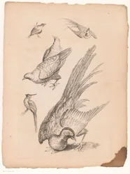 Sechs chinesische Vögel (Verschiedene chinesische Vögel, Livre des differentes espèces d