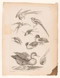 Neun chinesische Vögel, darunter Enten, ein Eisvogel und möglicherweise Paradiesvögel