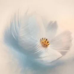 Träumige Blumenfeder