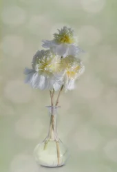 Elegante weiße Blüten