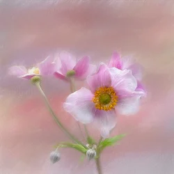 Zarte Rosa Blüten