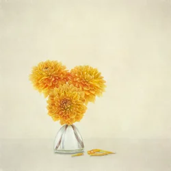 Goldene Herbst-Dahlien