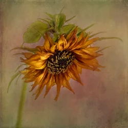 Goldener Herbst Sonnenblume
