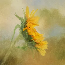 Goldener Sonnenblumenglanz