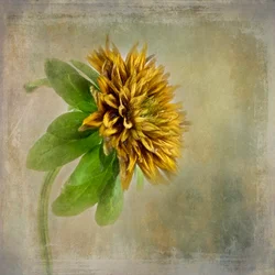 Sanfte Goldene Blüte