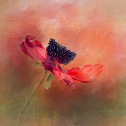 Lebendige Mohnblüte