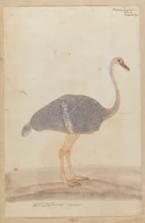 Strauß