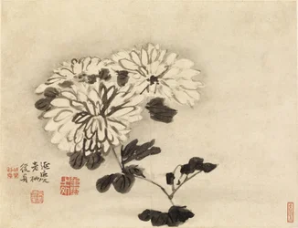 Chrysanthemen