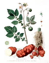 Kartoffel, botanische Tafel von G. de Nangis, Frankreich