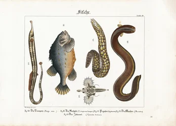 Vielfalt der Meeresfauna: Großer Seenadel, Lumpfisch, Seemotte, Muräne und Zitteraal