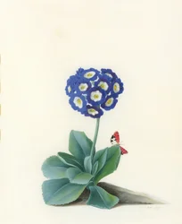 Eine blaue Aurikel