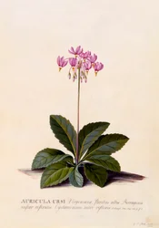 Aricula Ursi Schießstern, ca. 1744 handkolorierter Stich