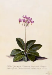 Aricula ursi, Shooting Star, ca. 1744