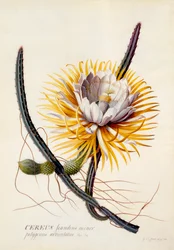 Cereus Königin der Nacht, ca. 1744 handkolorierter Stich