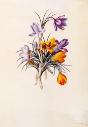 Krokusse, ca. 1744