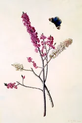 Daphne Mezereum mit Schmetterling, ca. 1740 handkolorierter Stich