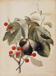Feigen und Kirschen, 1747