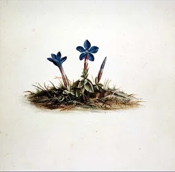 Enzian
