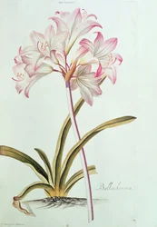 Lilie: Lilium belladonna, (pl.12) aus Trew