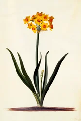 Narzissus, ca. 1745 handkolorierter Stich