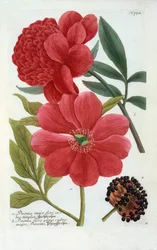 Paeonia, handkolorierter Stich