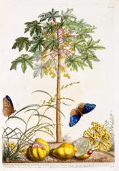 Papaya, handkolorierter Stich
