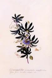 Passionsblume Granadilla