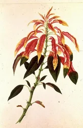 Pieris