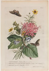 Seltene Pflanzen und Schmetterlinge: Nr. 9