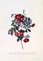 Die königliche Jungfrau Rose ohne Dornen, handkolorierter Stich