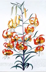 TigerLily