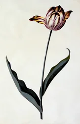 Tulpe, ca. 1745, handkolorierter Stich