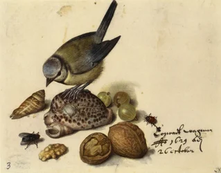 Stillleben mit Blaumeise, Muscheln, Früchten und Insekten, 1629