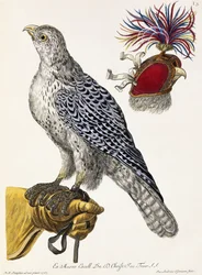Falknerei, Tafel 3, aus "Deliciae Naturae Selectae", 1771
