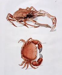 Illustration von Hummer und Krabbe