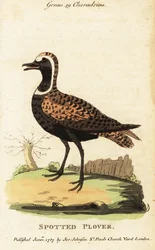 Amerikanischer Goldregenpfeifer oder Fleckenregenpfeifer, Pluvialis dominica