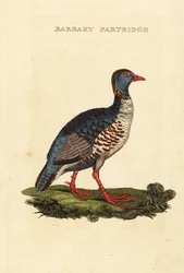 Berberhuhn, Alectoris barbara