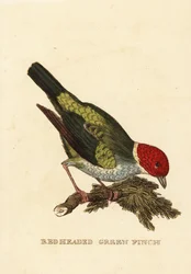 Kupferkopftangare, Tangara gyrola
