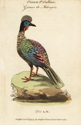 Schopfguan, Penelope purpurascens
